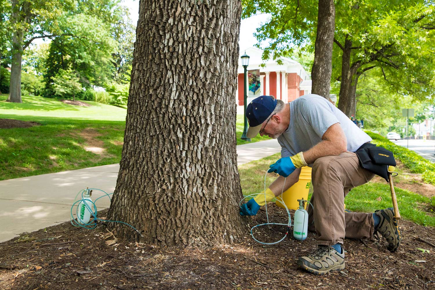 Sten Cempe, injects a chemical into the base of an ash tree