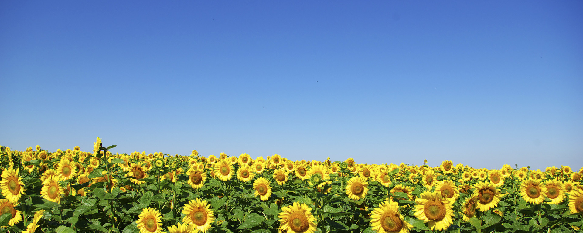 Sunflowers in a field