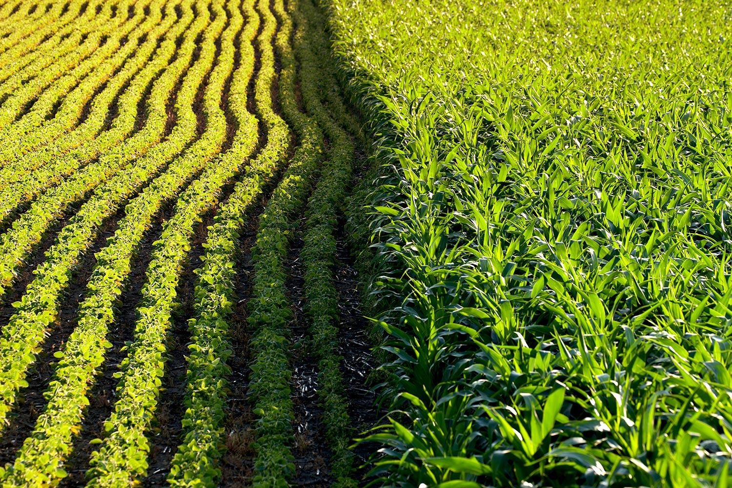 Plants growing in a field