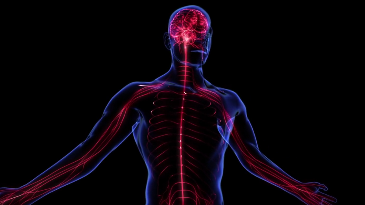 Illustration of the human body with red lines  showing bones, veins and the brain