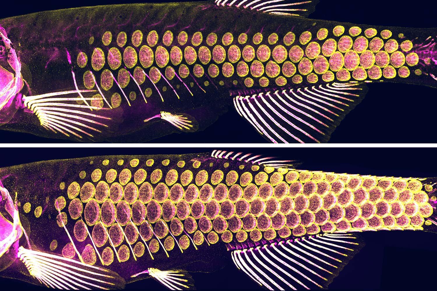 Zebrafish scales, yellow marks the cells that produce bony material and Magenta marks the bony material. 