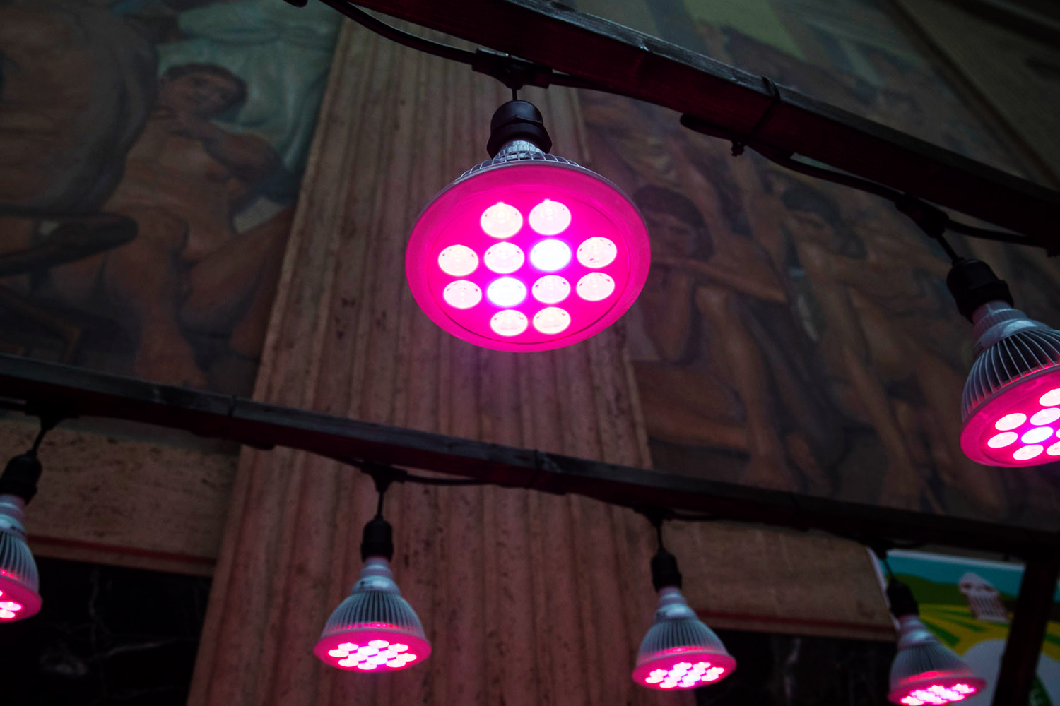 These LED grow lights emit light at a wavelength that facilitates photosynthesis so that the plants will grow faster. (Photo by Dan Addison, University Communications)