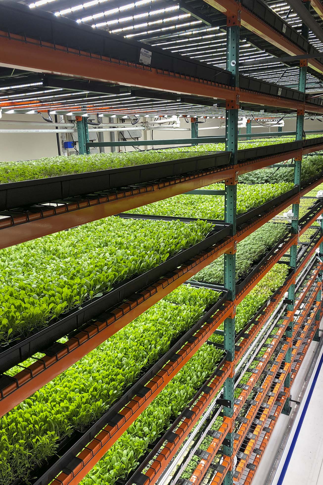 Rows of plants growing on shelves
