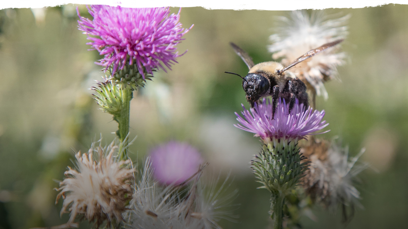Bumble bee on a purple flower