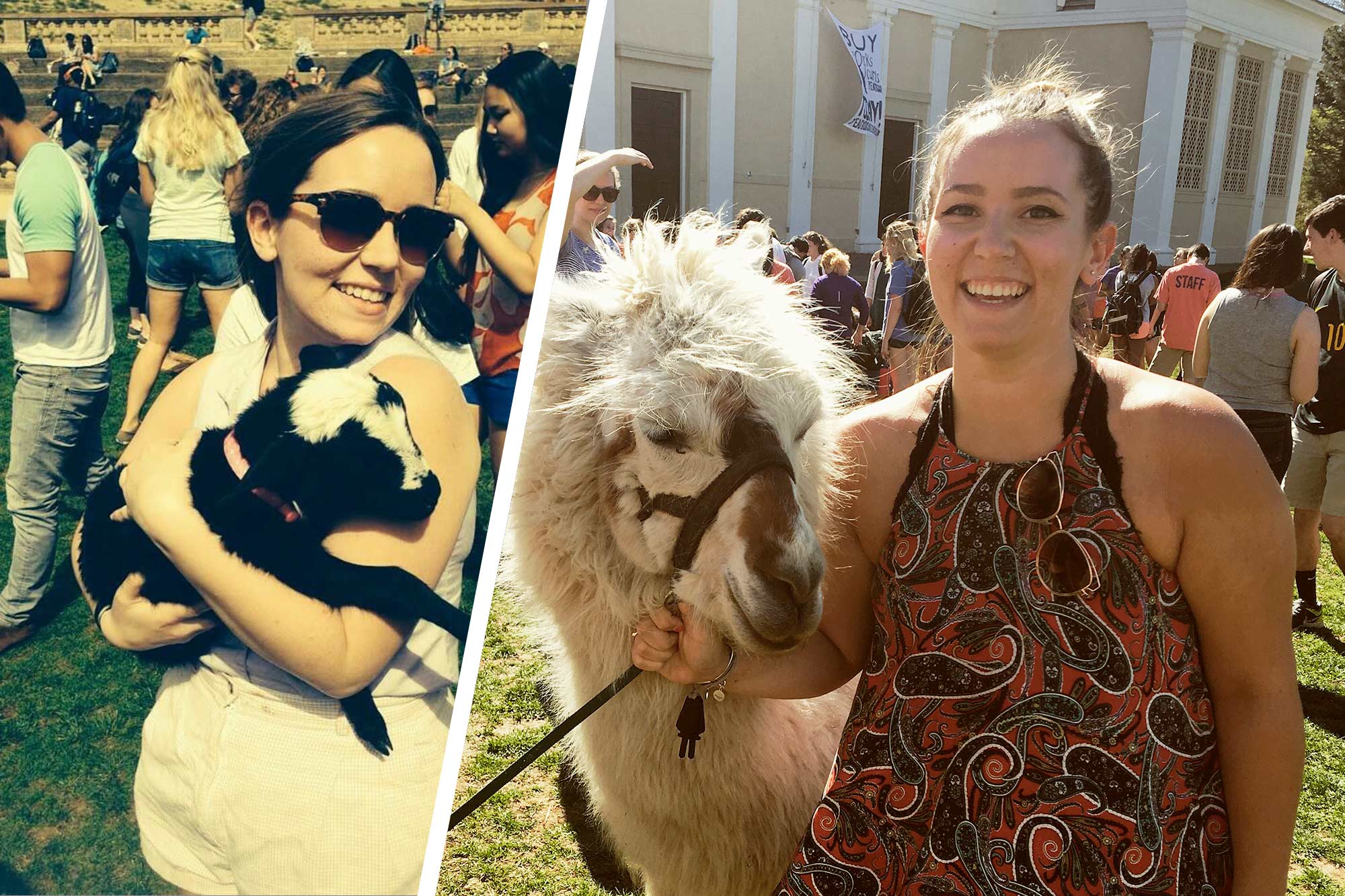 Left: Bohmer  holds a tiny tiny goat in her arms Right: holds a baby alpaca