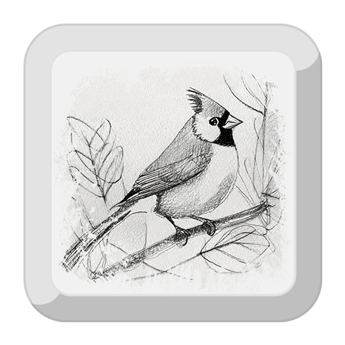 Illustration of a Cardinal