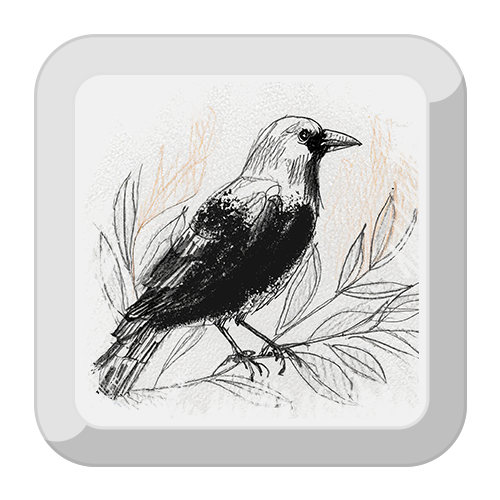 Illustration of a American Crow