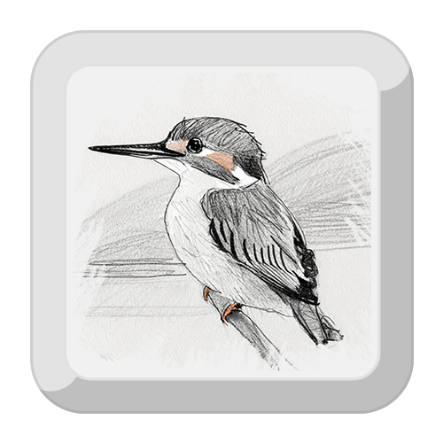 Illustration of a Belted Kingfisher