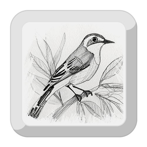 Illustration of a Mockingbird
