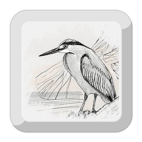 Illustration of a Night Heron