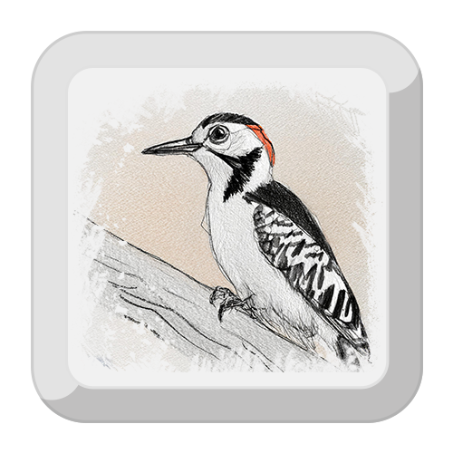 Illustration of a Pileated Woodpecker