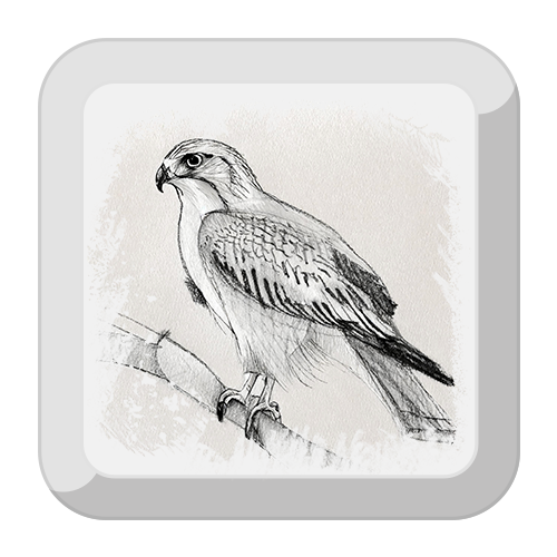 Illustration of a Red-Tailed Hawk