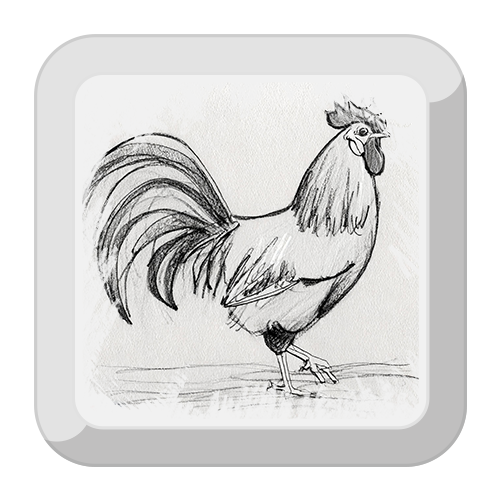 Illustration of a Rooster
