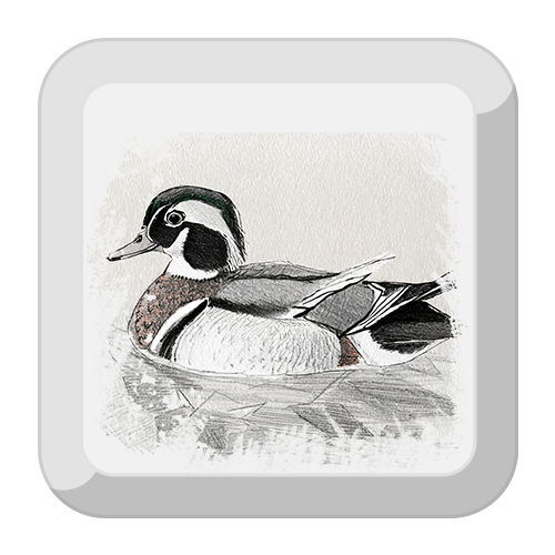 Illustration of a Wood Duck