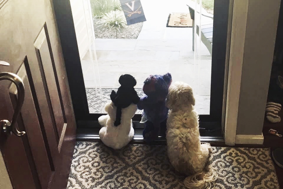 Dog sits with three stuffed animals as they look out the front door
