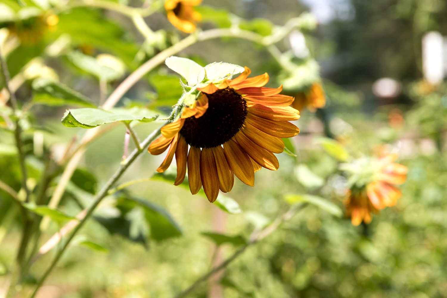 A bed of sunflowers located in the garden offers its own edible seeds – and enhances the aesthetic appeal for passers-by. 