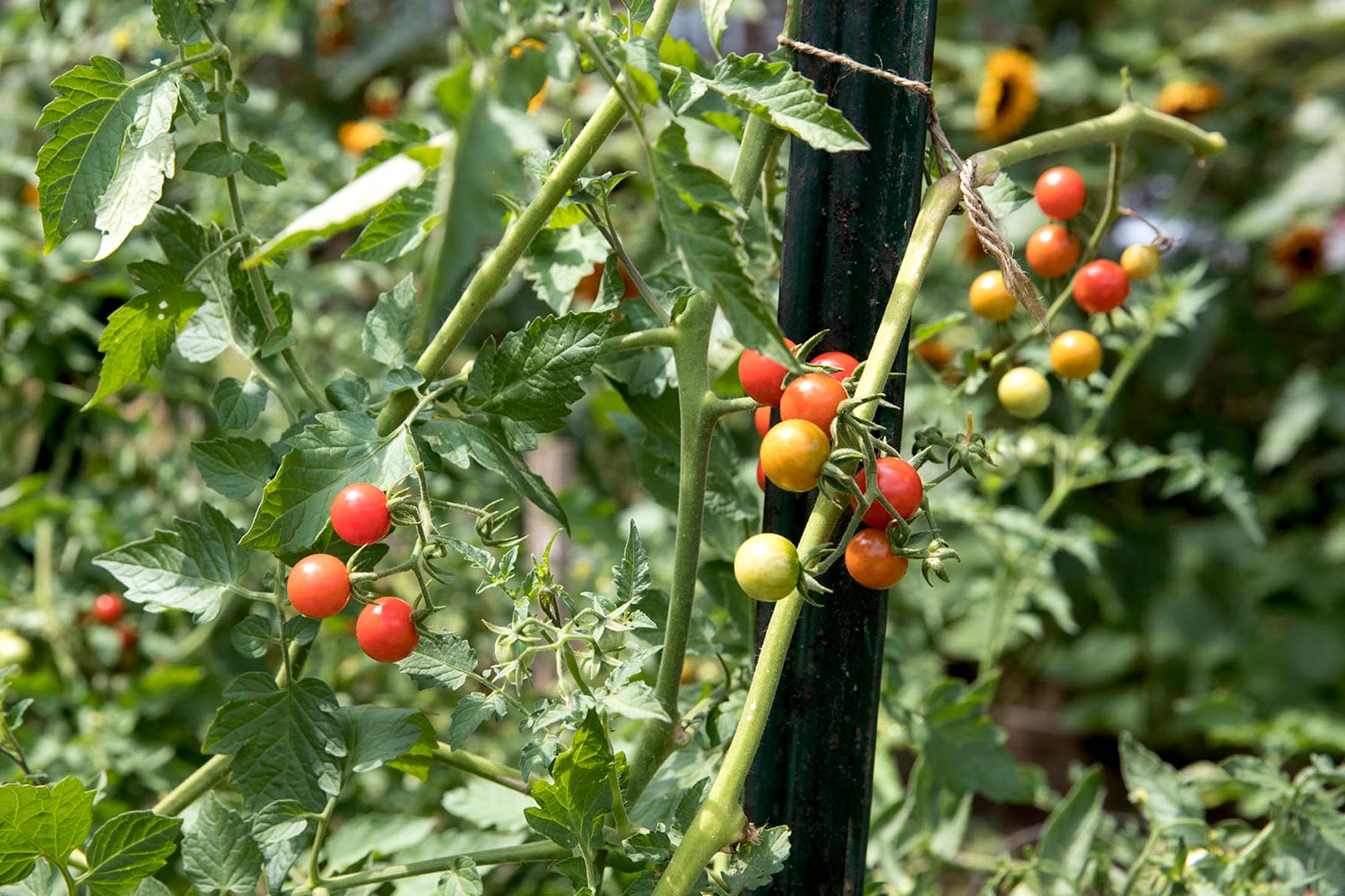 Red and juicy tomatoes are another crop that seem to be growing in abundance this summer. According to Watt, a large portion of the fruits and vegetables harvested from the garden is donated to a homeless day shelter in Charlottesville, The Haven. 