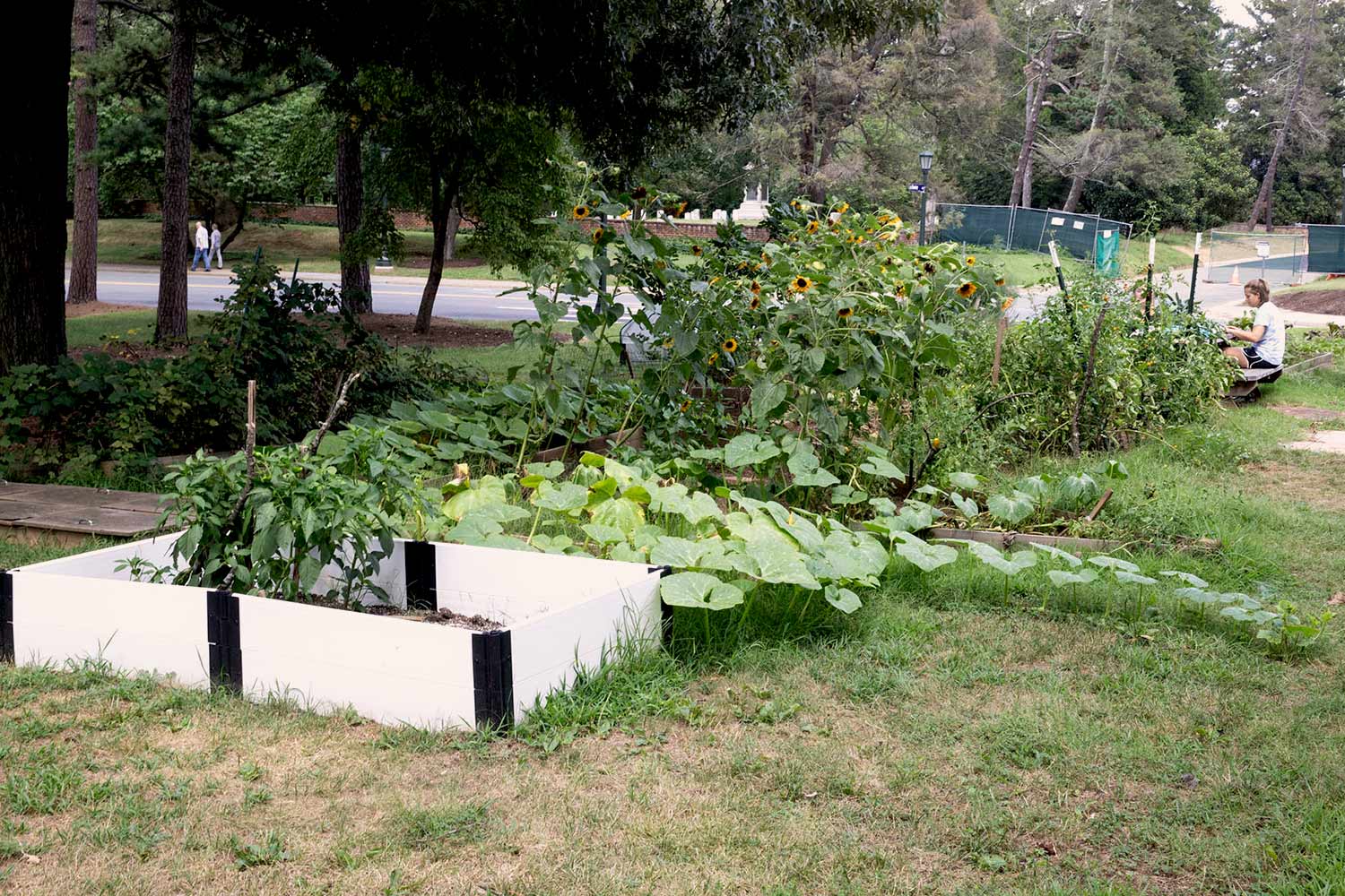 According to Watt, the Community Garden is a special space on Grounds that brings people together, whether they have a green thumb or not. 