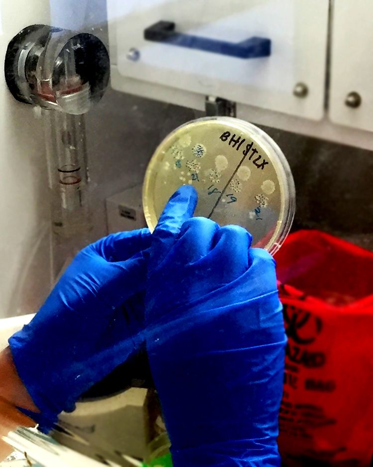 Buonomo counts colonies of C. difficile on a plate inside a protective cabinet.