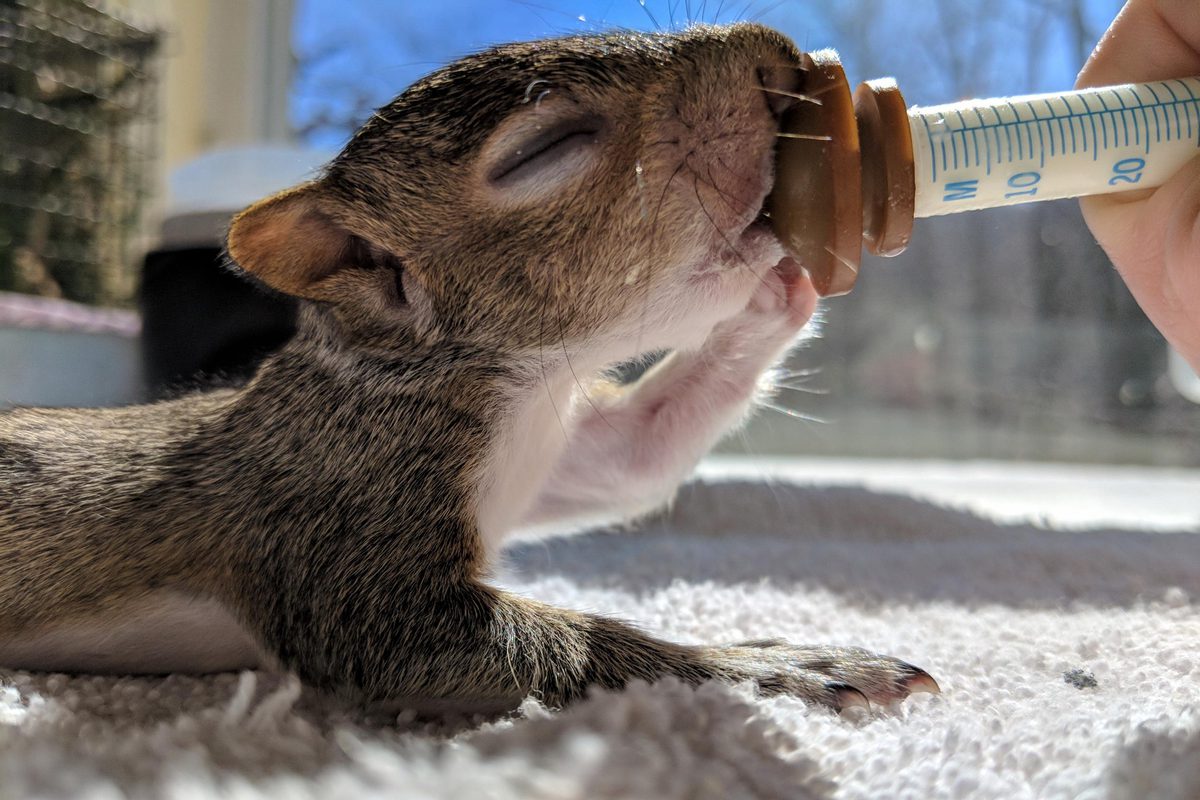 Baby squirrel drinking milk out of a syringe
