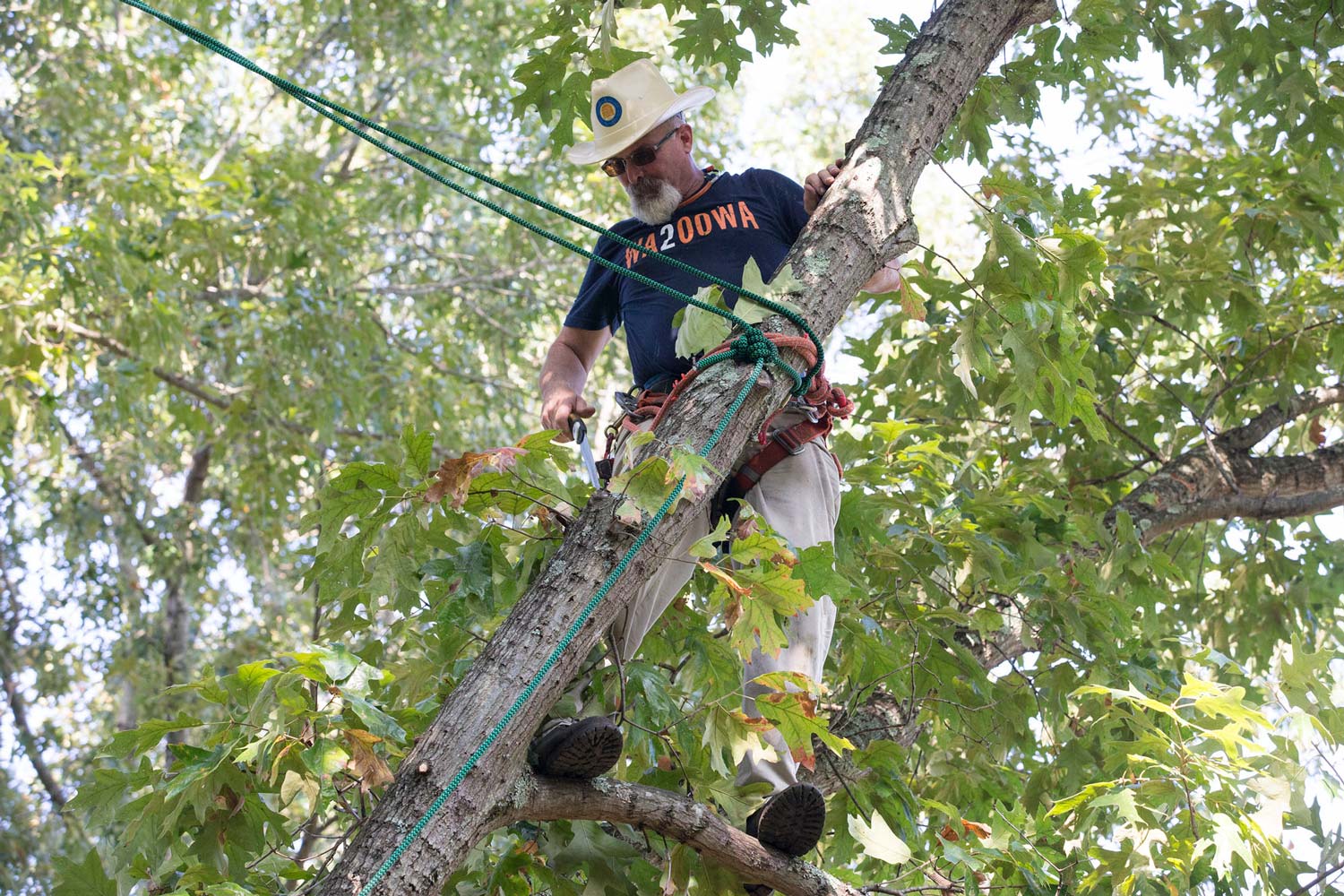 Jerry Brown, wearing his trademark Stetson-style hardhat, trims a tree