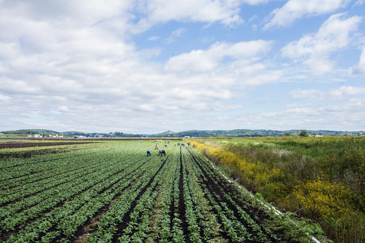 Workers harvesting food