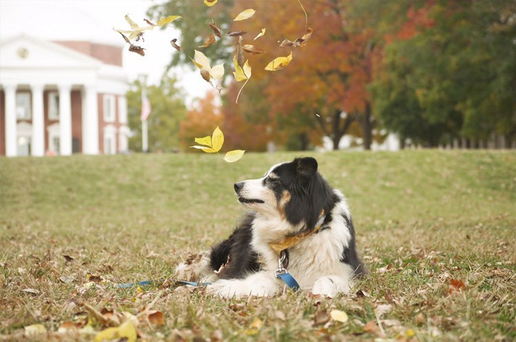 Dog sitting on the Lawn