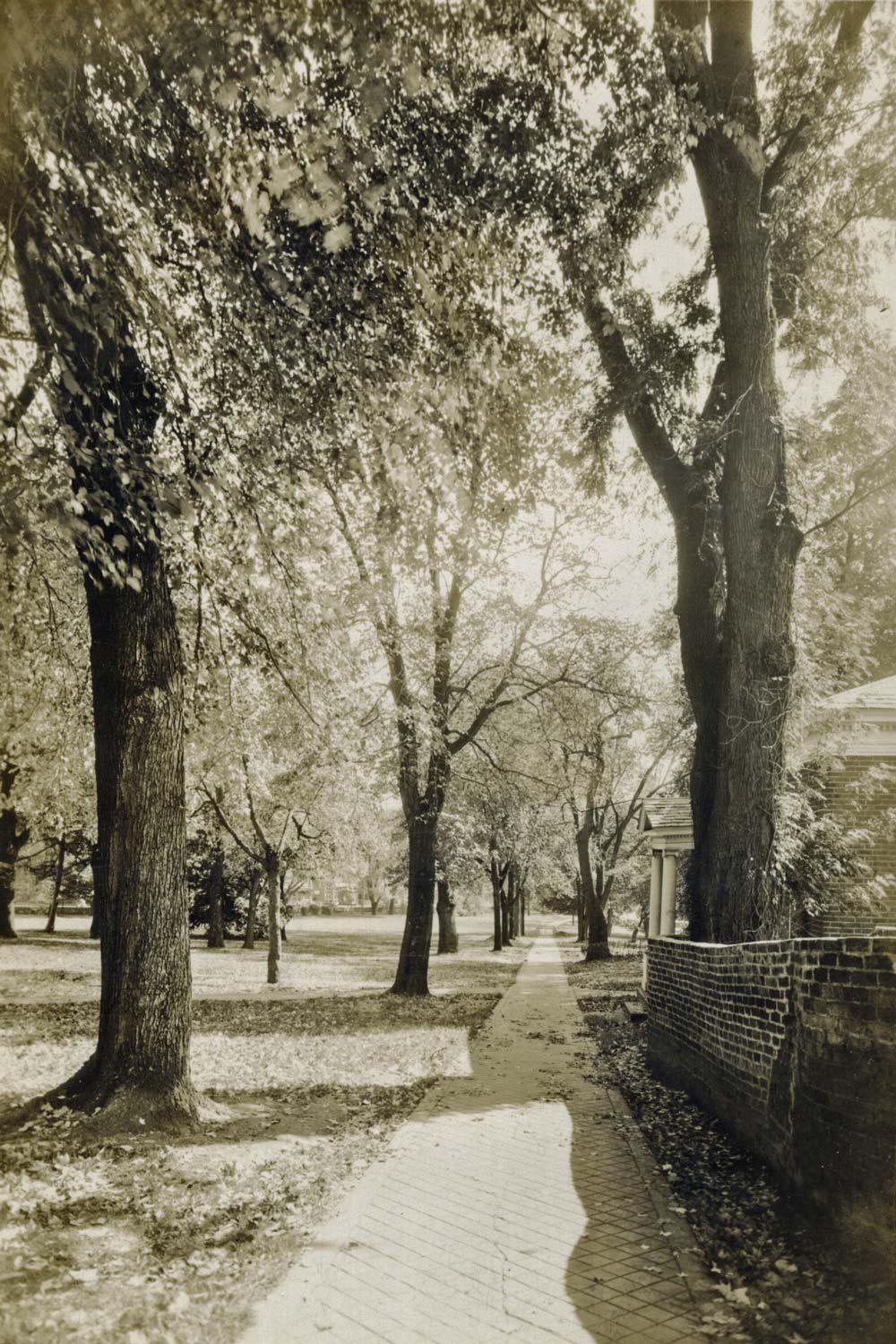 black and white image of a sidewalk on grounds lined with trees