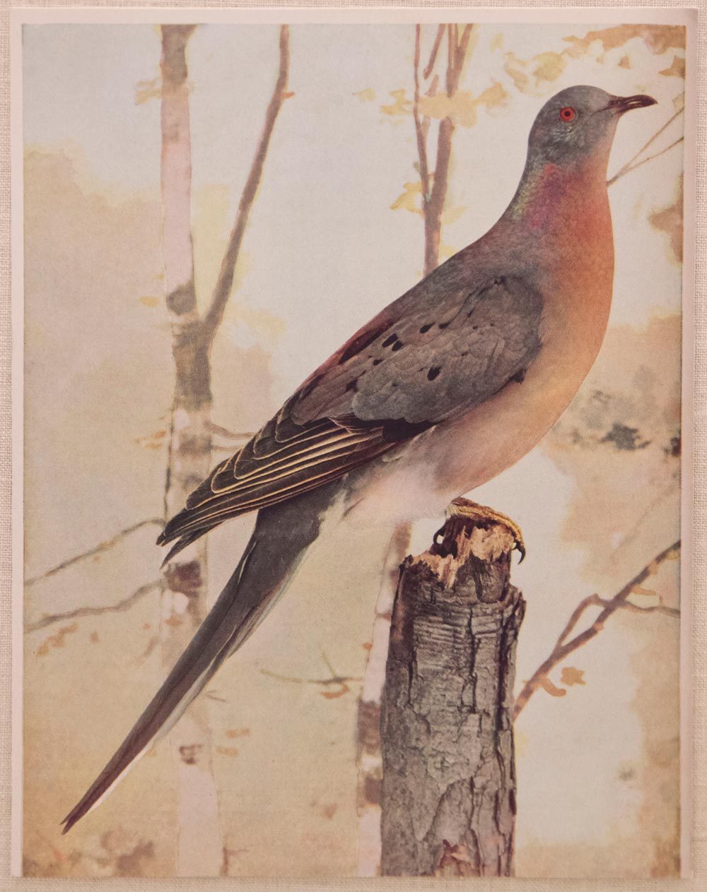 Stuffed Passenger pigeons mounted on a stick