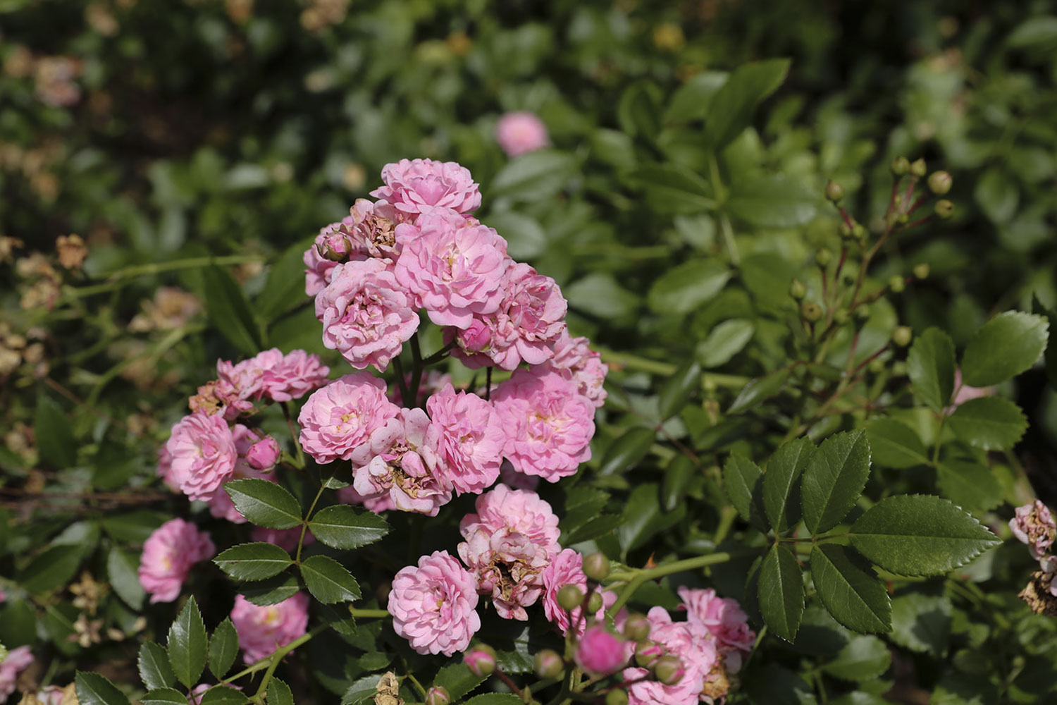 Fiary Rose with pink flowers