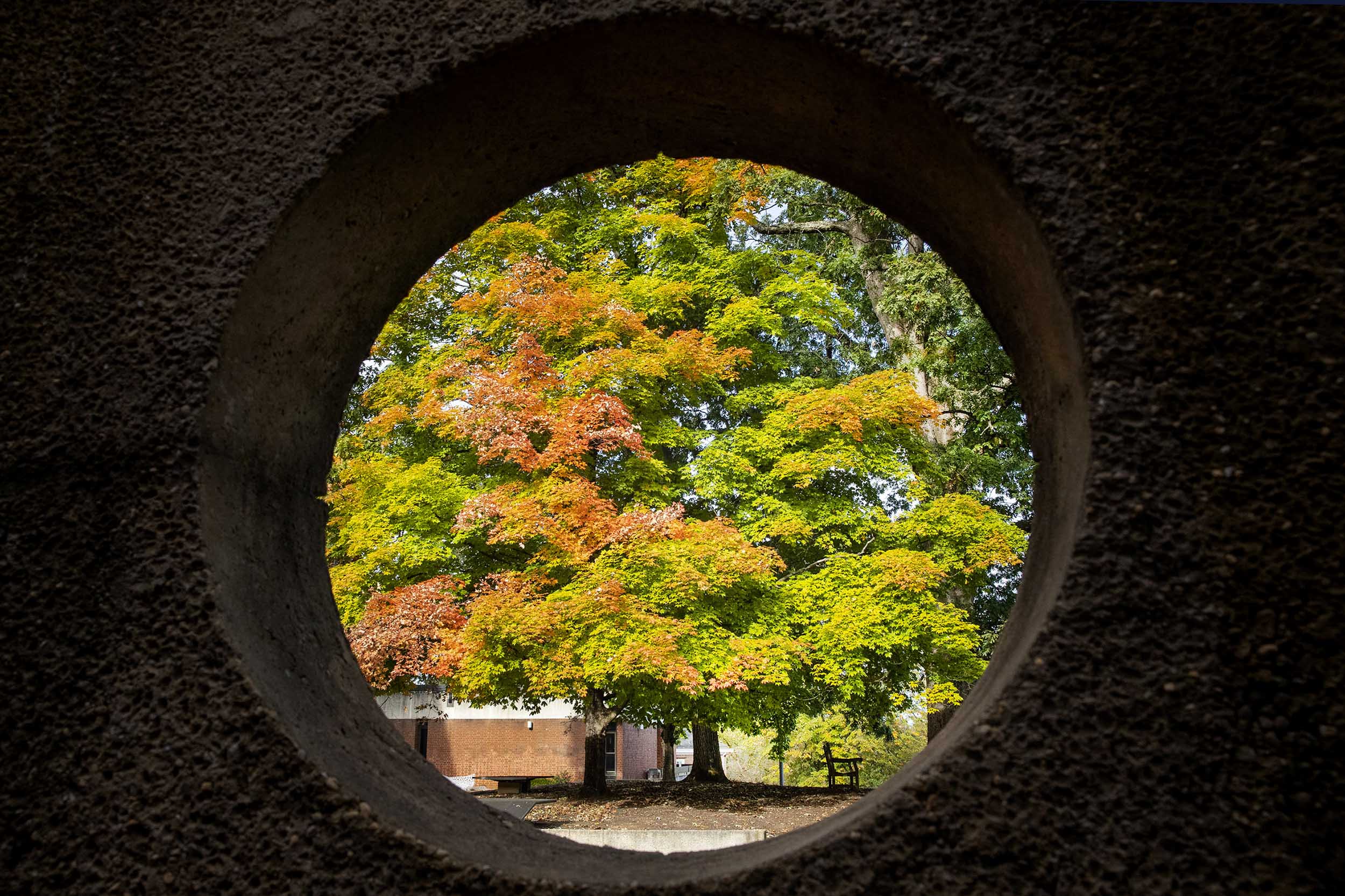 Looking at a tree changing orange, red, and yellow, through a circle hole in a sculpture