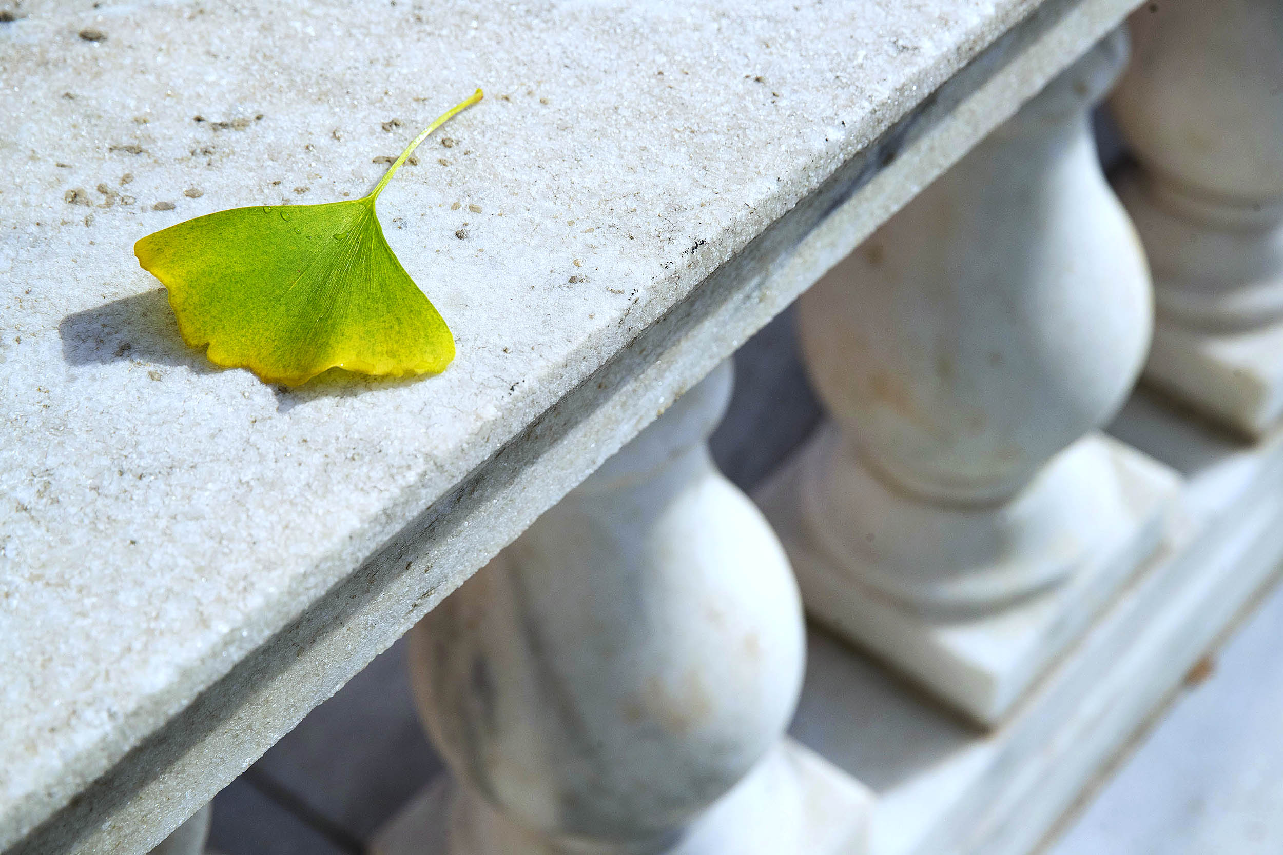 Green and Yellow leaf sitting on the railing of the Rotunda
