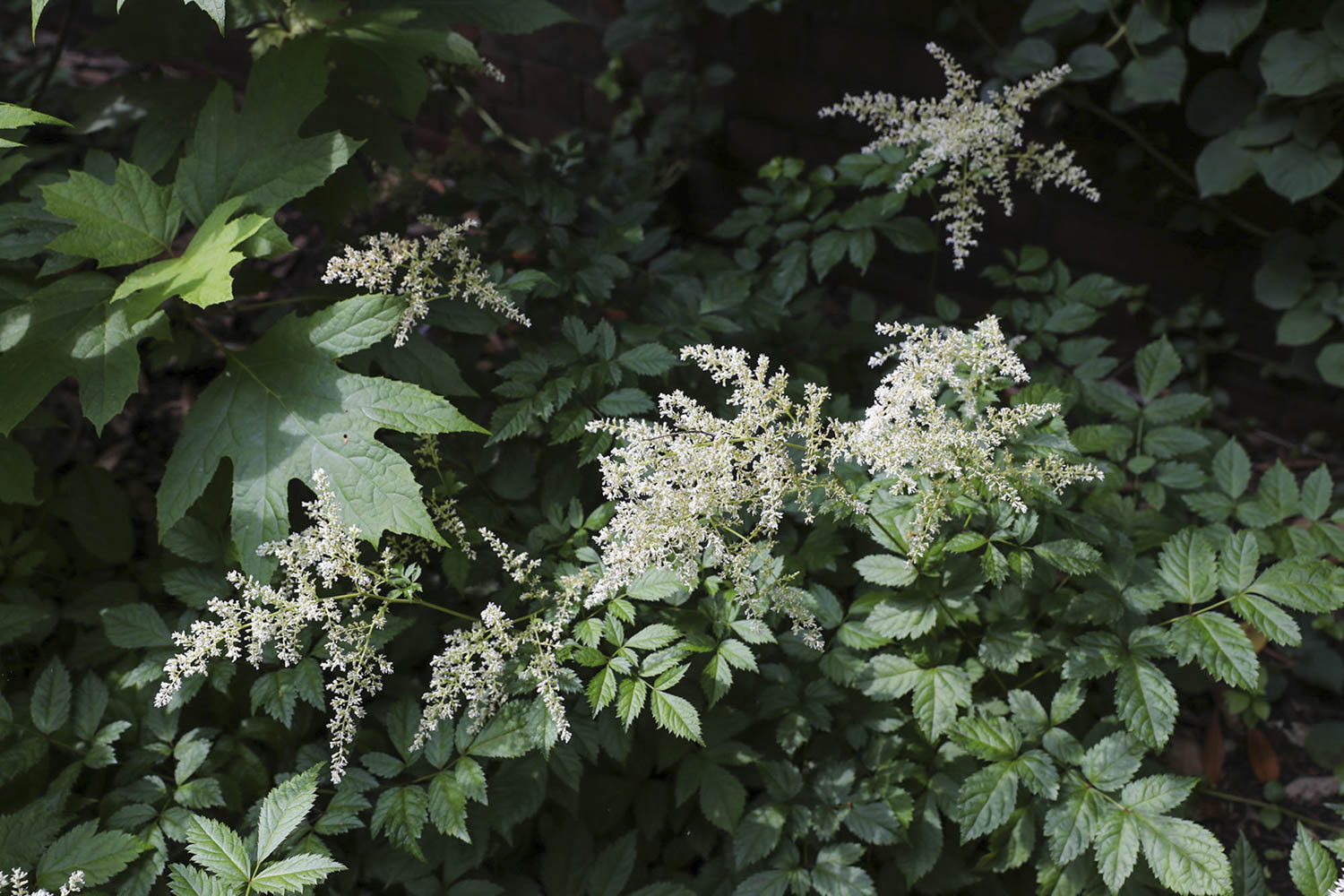 False Goats Beard with white lace like blooms