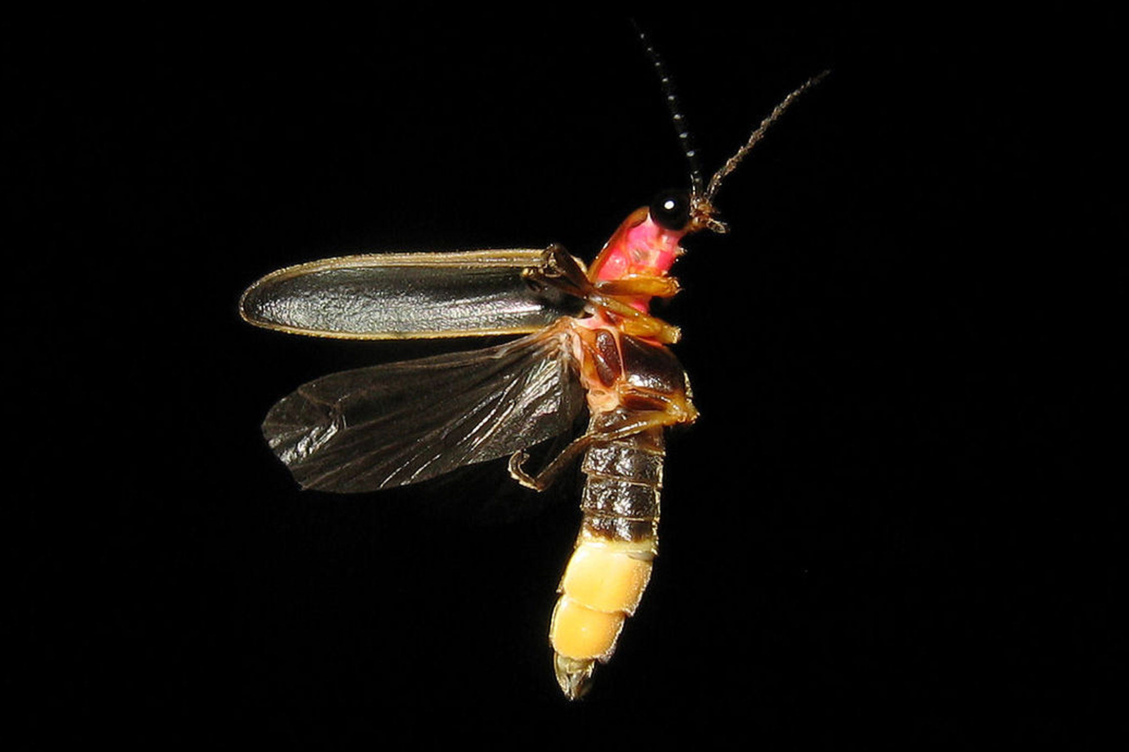 The common eastern firefly