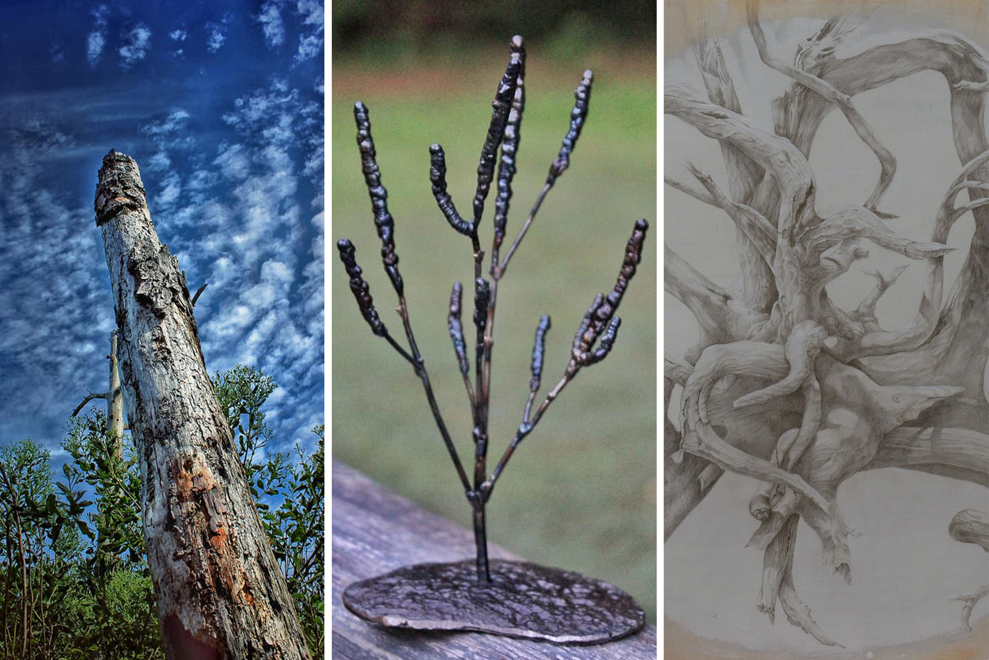 Left: Looking from the ground to the sky up a dead tree Middle: a metal tree desk ornament Right: a drawing of a bending tree