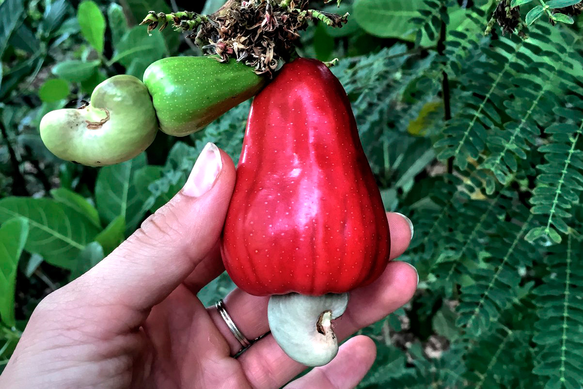 This is a cashew apple. The curve-shaped pod at the bottom holds the cashew nut.