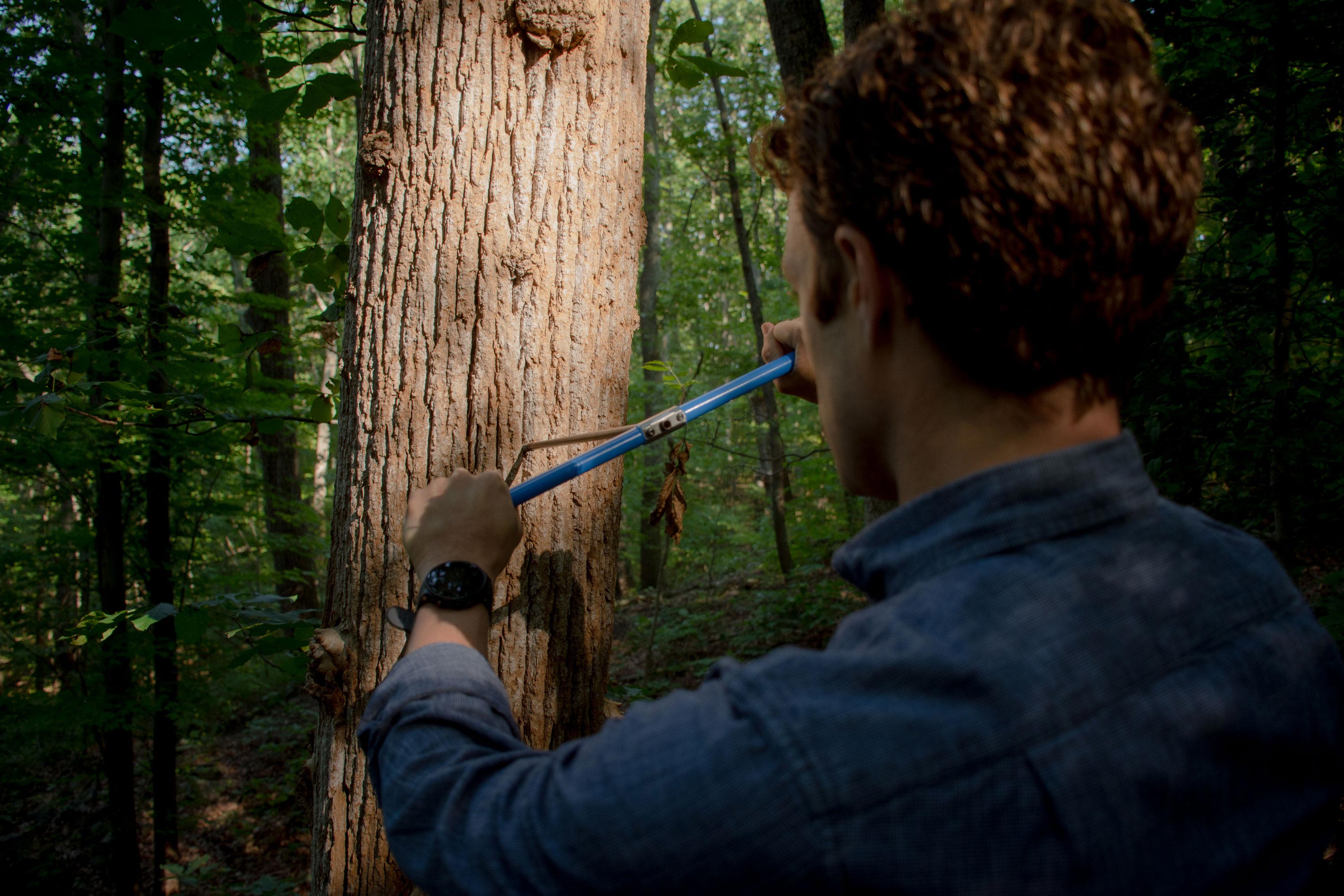 Malcomb uses an increment borer to test a tree