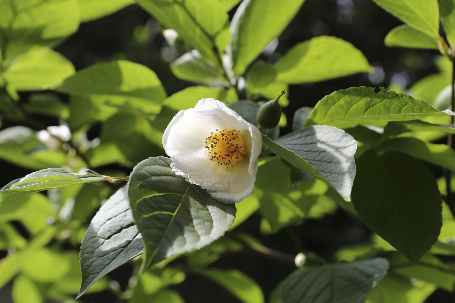 Japanese Stewartia with a white flower with a yellow center