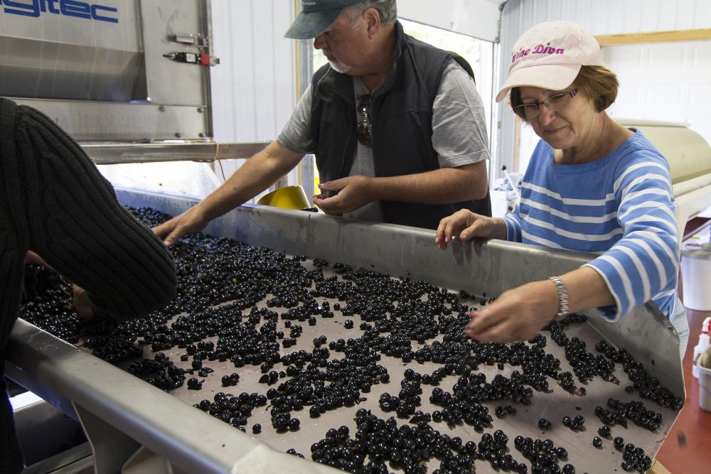 Two people sorting grapes on a machine