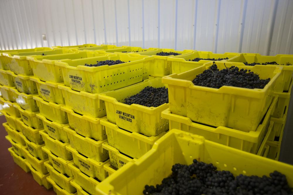 Yellow plastic bins filled with grapes