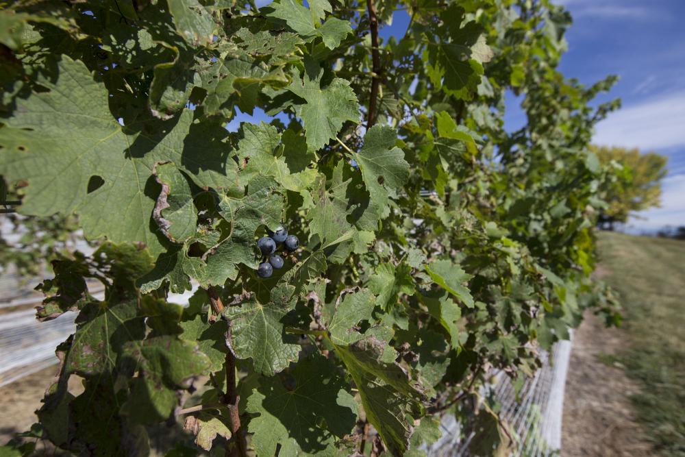 Grapes growing on a vine