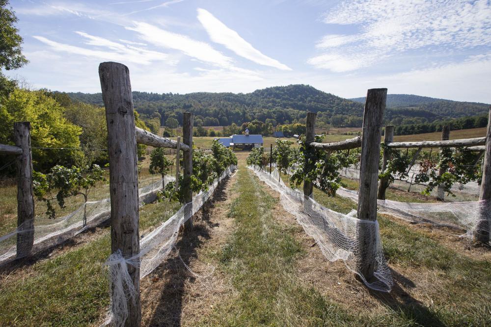 Rows of Grapes growing