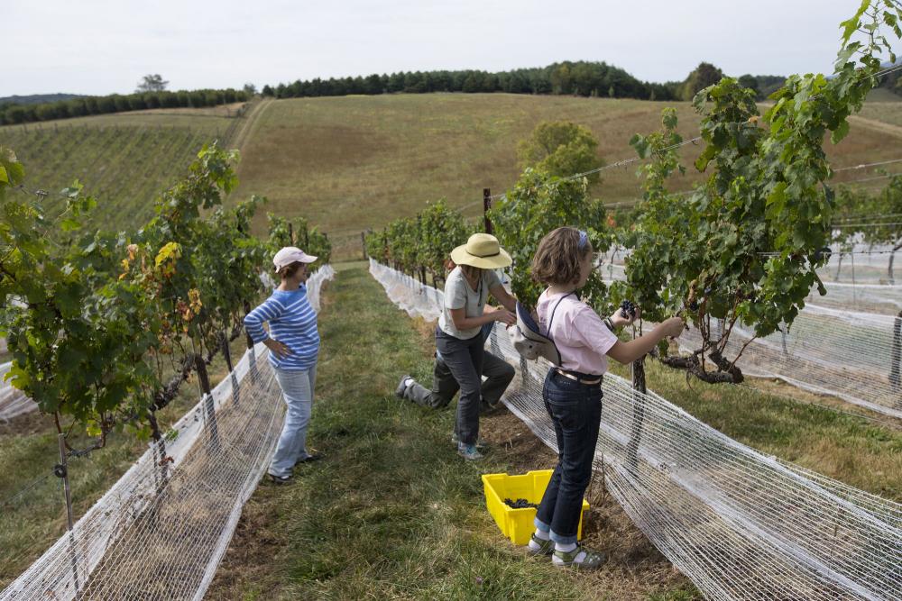 People picking grapes off of vineyard vines and placing them in yellow bins