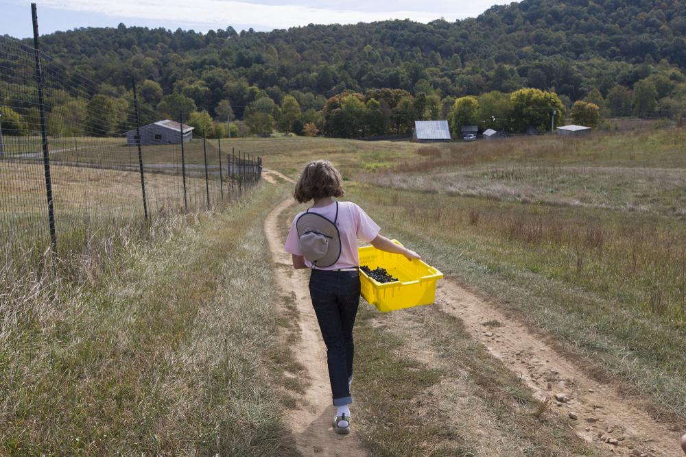 Child carrying a yellow bin containing grapes down a dirt road