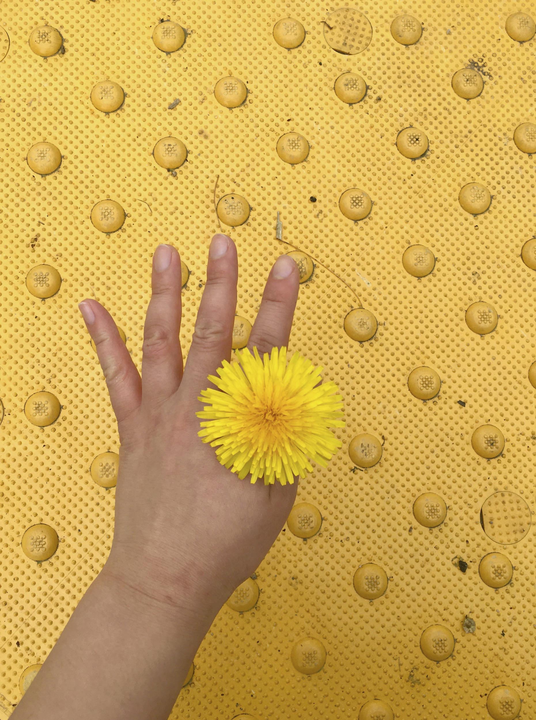 Hand holding a Dandelion 