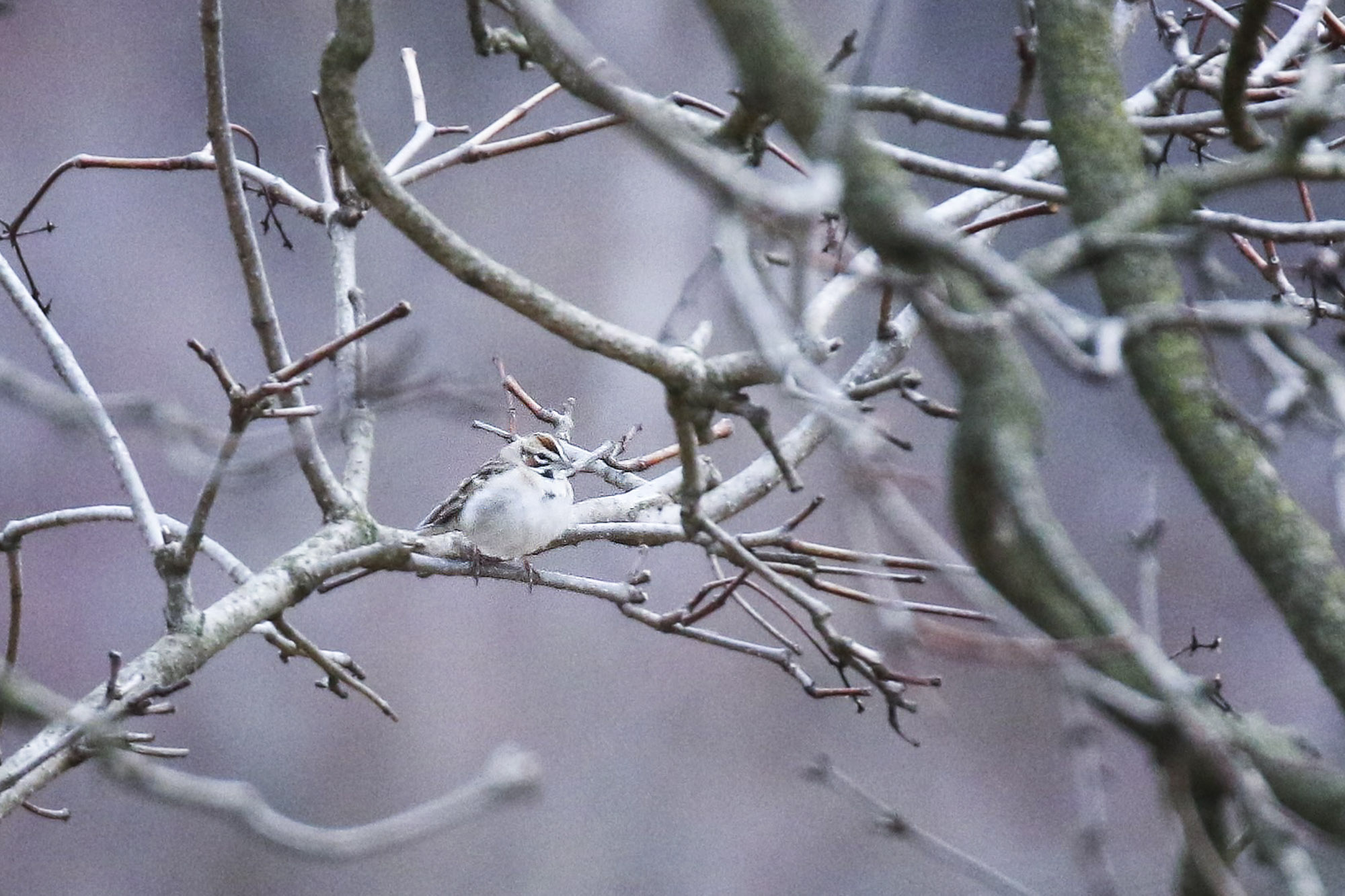 Lark sparrow sitting in a tree during the winter