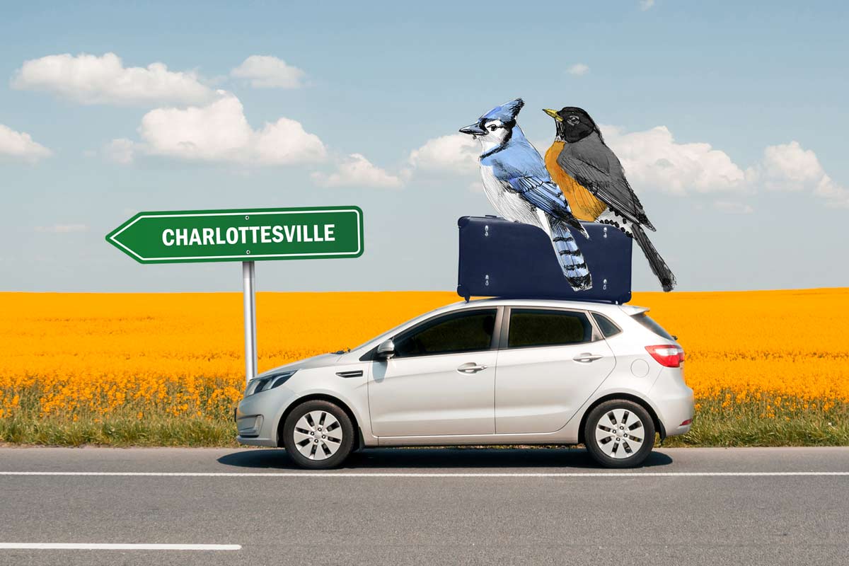 Illustration of two birds hitching a ride on the roof of a car heading to Charlottesville