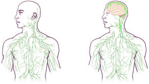 lymphatics