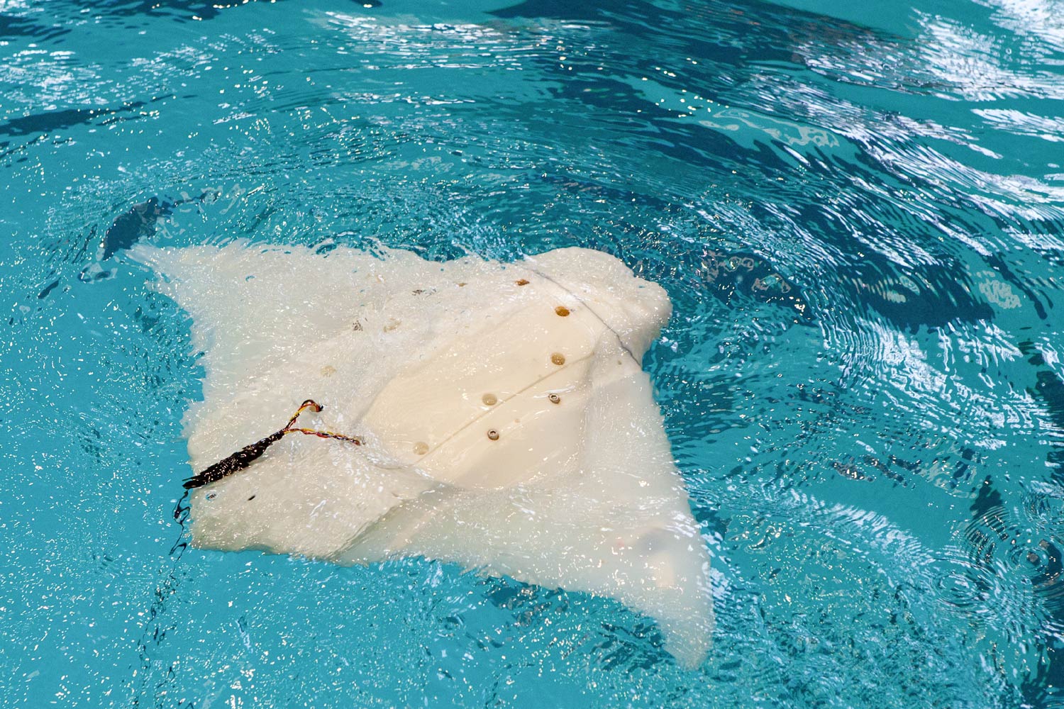 A Mantabot sample swims in the Aquatic and Fitness Center