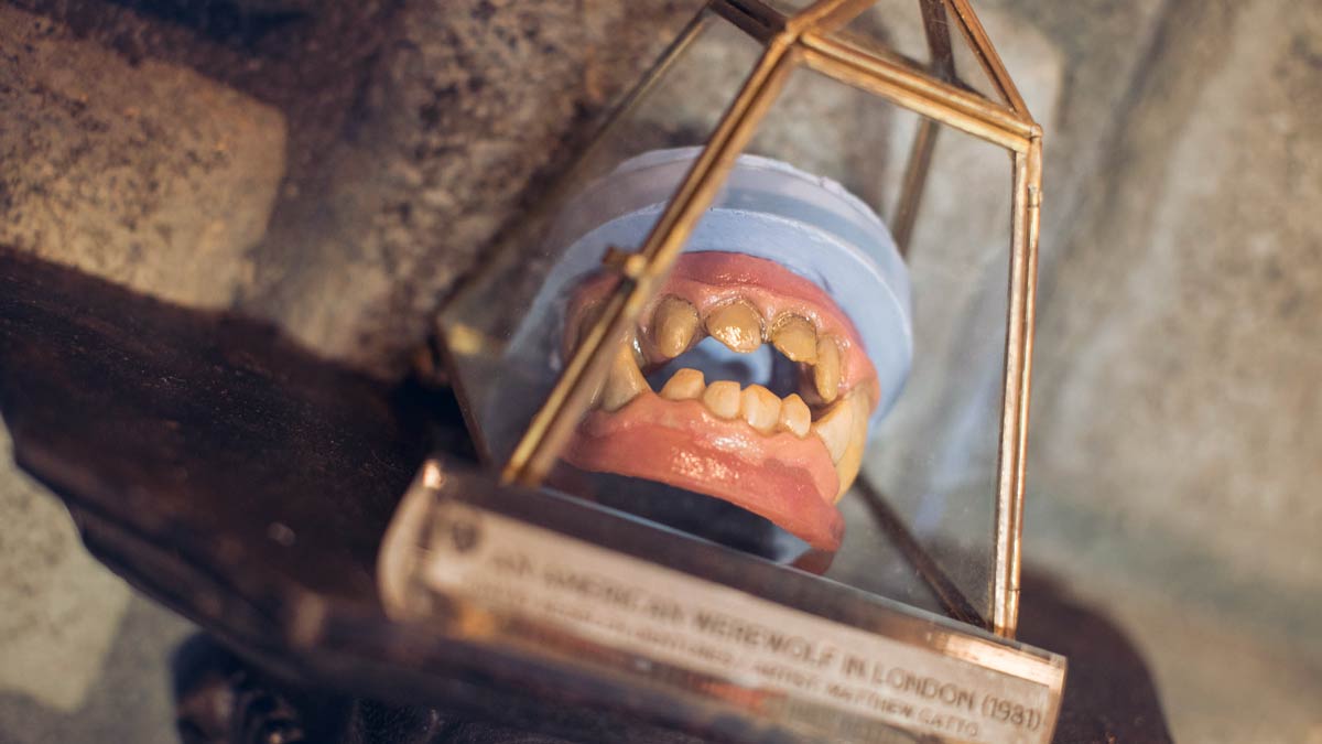 A set of werewolf dentures in a glass display case